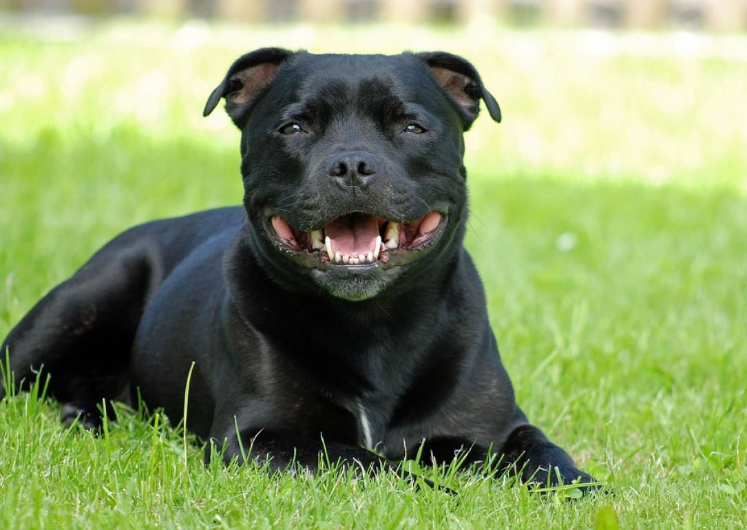 #22. Staffordshire Bull Terrier